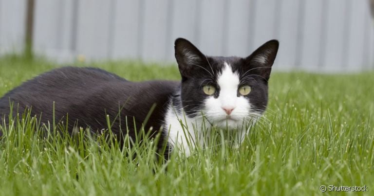 Uma picada de cobra em gato requer atendimento imediatamente