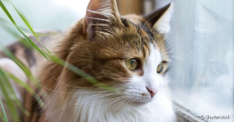 A PIF felina é uma doença contagiosa e extremamente grave que traz diversas consequências para a saúde