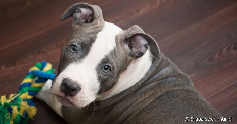 O Pitbull é uma das melhores raças para quem procura um cão que não solta muito pelo.