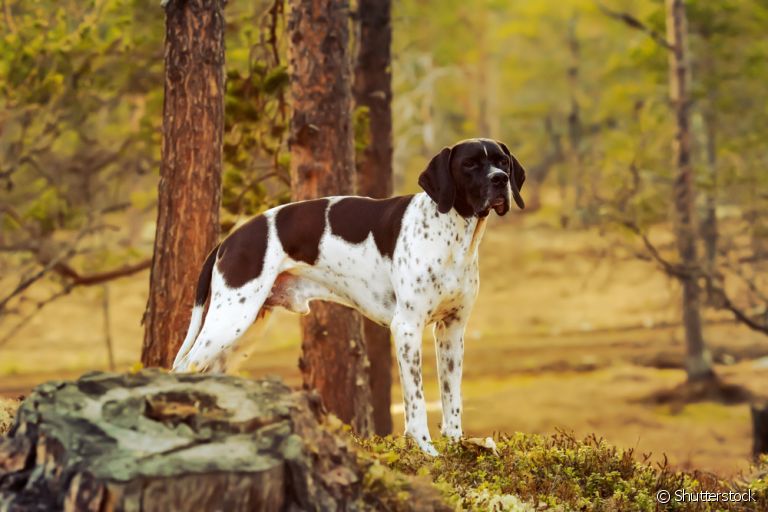 O Pointer Inglês é um cachorro treinável, obediente e cheio de energia