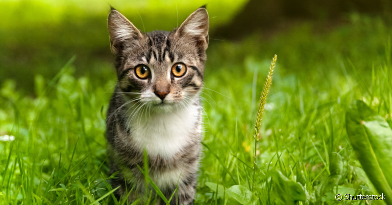 Os probióticos para gatos são uma ótima ajuda para bichanos com problemas no sistema digestivo