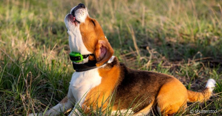 O volume do latido de cachorro pode ser bastante alto em algumas raças