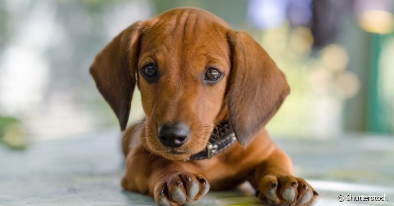 O remédio para dor de barriga ideal depende do que está causando esse sintoma no animal