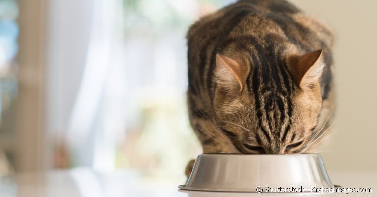 A ração urinária é desenvolvida para proteger os rins do gato.
