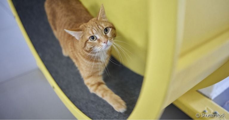  A roda para gatos proporciona ao bichano uma vida mais saudável, ativa e divertida