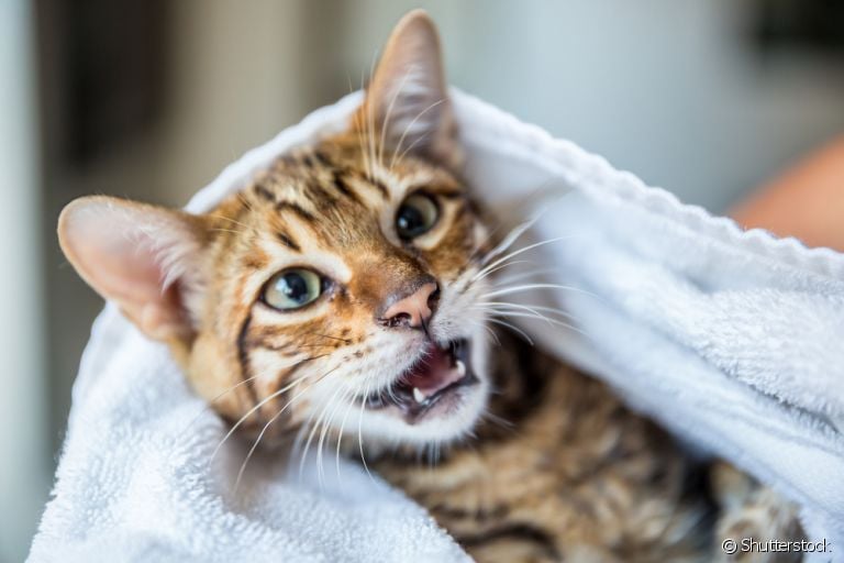 O complexo gengivite estomatite felina é caracterizado pela inflamação e ulceração da mucosa oral dos gatos