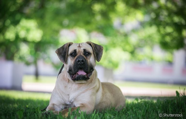 O Dogo Canário é um cachorro forte e com instinto de proteção bem aflorado
