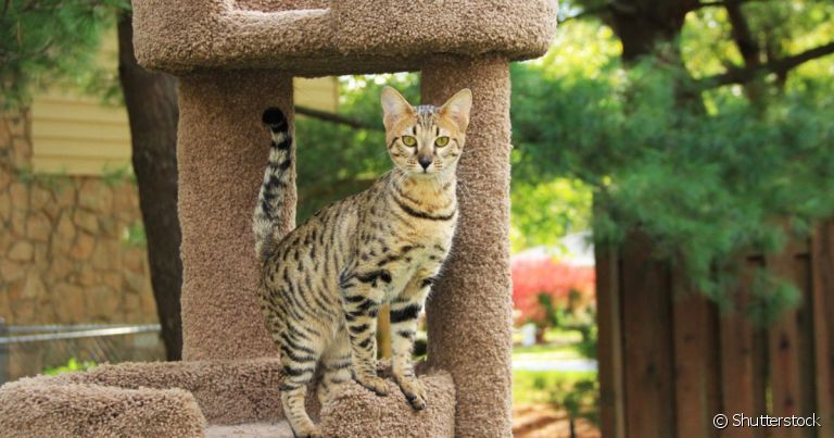 O gato Savannah e o gato Ashera têm muitas semelhanças físicas e de personalidade, mas existem diferenças