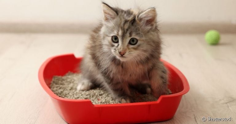 Quando o gato não consegue defecar é importante se atentar a outros sintomas que podem indicar a causa do problema