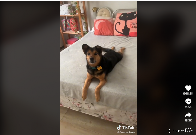 A cadela Estrela não hesitou nem por um segundo em defender a dona