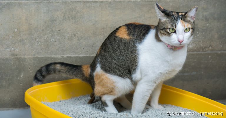 Observar o cocô de gato é fundamental para detectar problemas de saúde.