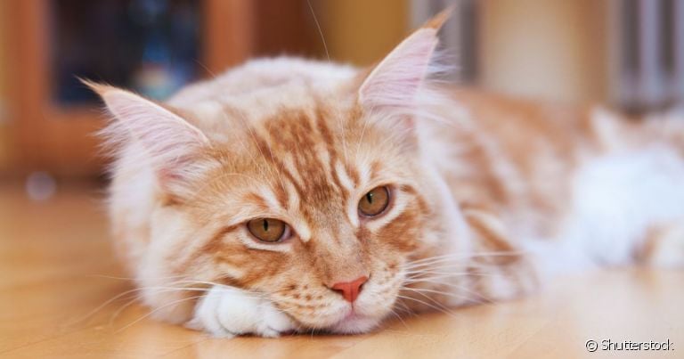 O verme de gato é um parasita que se aloja em diferentes órgãos, sendo o intestino o alvo mais comum