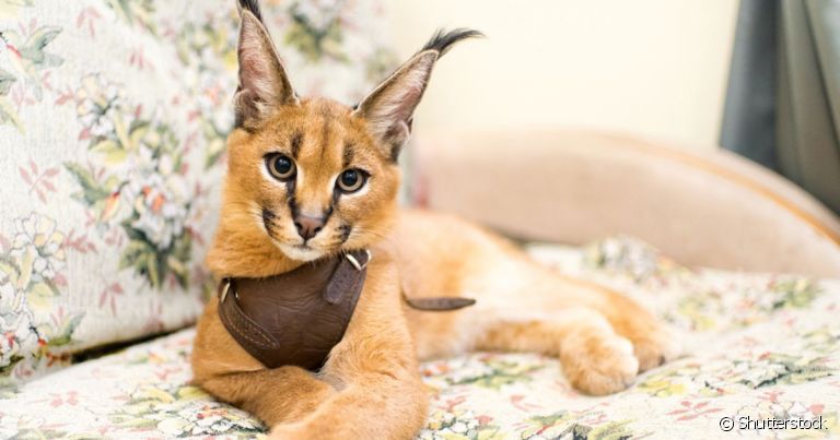  Pumba Caracal é um felino selvagem que pode ser domesticado 