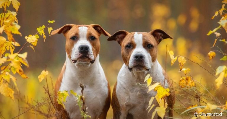  São vários tipos de pitbull que podemos encontrar por aí 