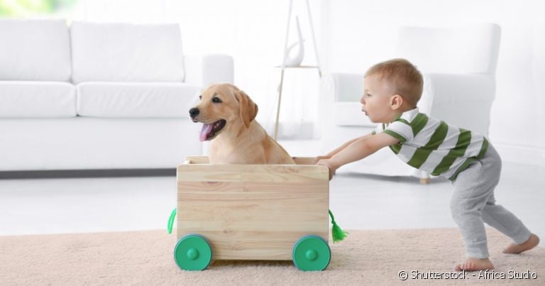 O Labrador é um cachorro que se dá muito bem com crianças