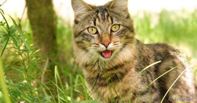 A respiração do gato é um dos principais processos vitais do corpo