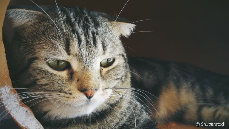 Clamidiose felina e FeLV são algumas das doenças mais perigosas para os gatos