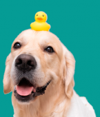 Banho e tosa: veja em infográfico como escolher o melhor pet shop