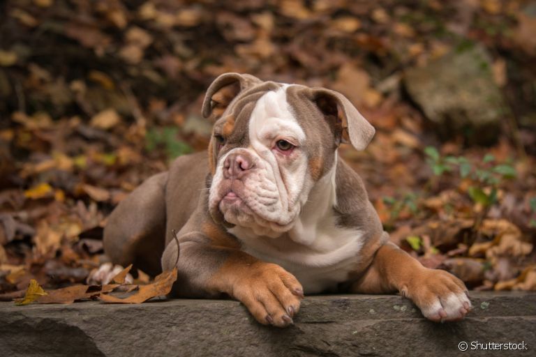 O cachorro Bulldog Americano é de porte grande e cheio de amor para dar