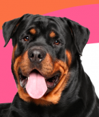 Cachorros com a mordida mais forte: veja um infográfico com as raças