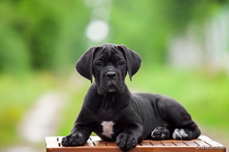O Cane Corso tem muita energia e precisa de estímulos físicos diários
