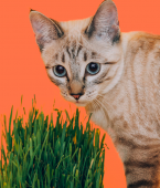 Catnip: infográfico mostra para que serve a erva do gato