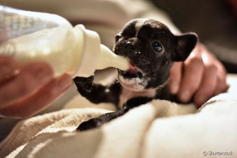 O leite para filhote de cachorro artificial pode ser encontrado em pet shops