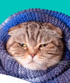 Como cuidar do gato no inverno? Veja o infográfico com várias dicas!