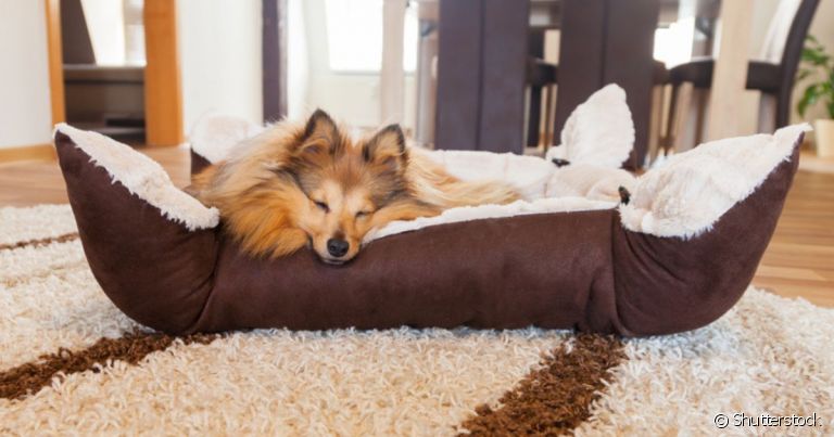  O cachorro dorme onde se sente confortável, então é preciso tornar o lugar o mais adequado possível para ele