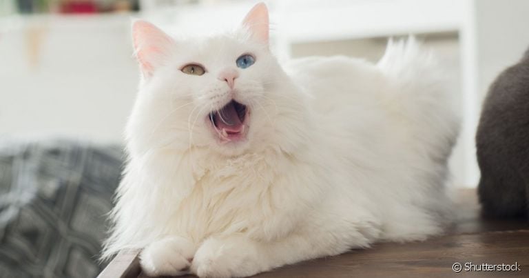 Cio de gato é um período em que o felino vai miar muito pela casa