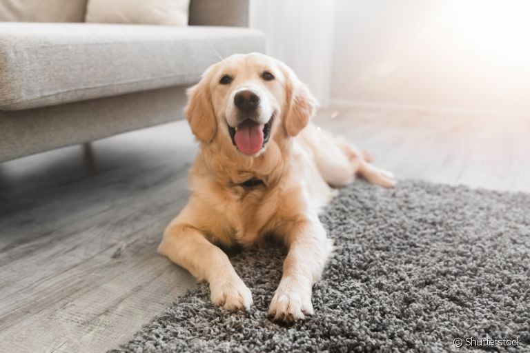  O truque de cachorro deitado pode ser ensinado de maneira fácil e rápida