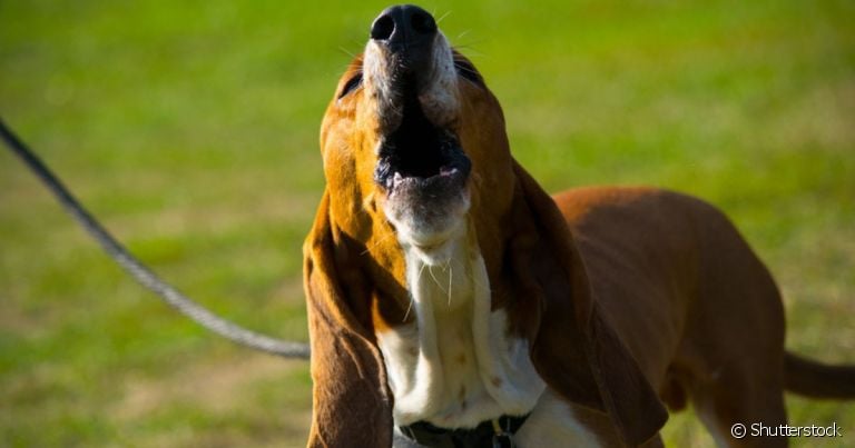  Sabia que é possível ensinar o cachorro a uivar? 