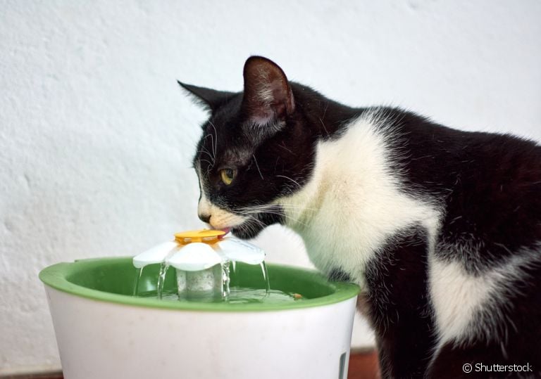 Fazer o gato beber água pode ser um desafio, mas não é impossível