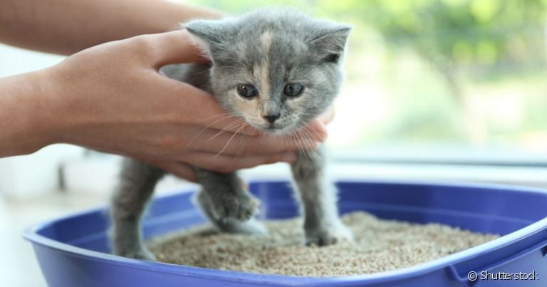  Ensinar o bichano a usar o banheiro de gato corretamente é muito importante para manter a higiene do gato e da casa