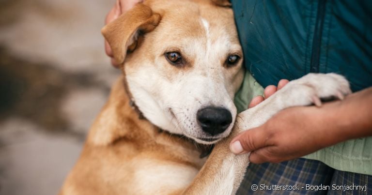  O caminho mais seguro para ficar amigo de um cachorro desconhecido é respeitar o espaço do animal e se aproximar com calma. 