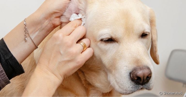  É importante saber como limpar orelha de cachorro para evitar doenças como otite 