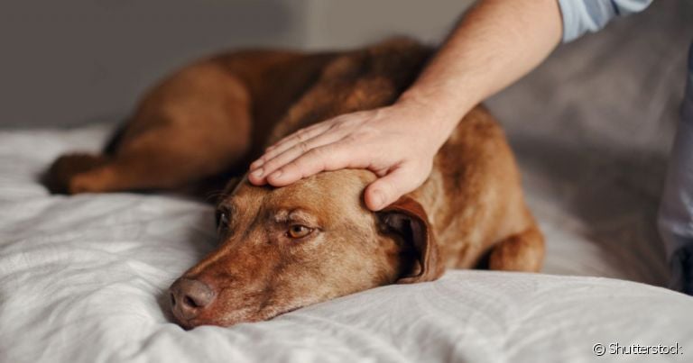  Muitos tutores tem dúvida de como saber se o cachorro está com febre e como ajudar ele a melhorar 