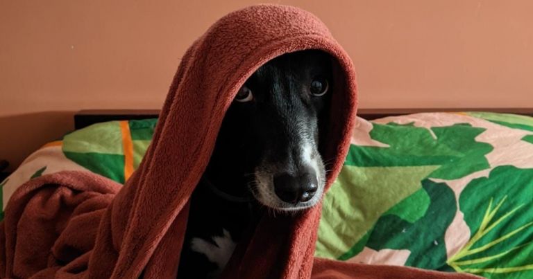 A cadelinha vira-lata Amora não sai debaixo de seu cobertor nos dias mais frios.