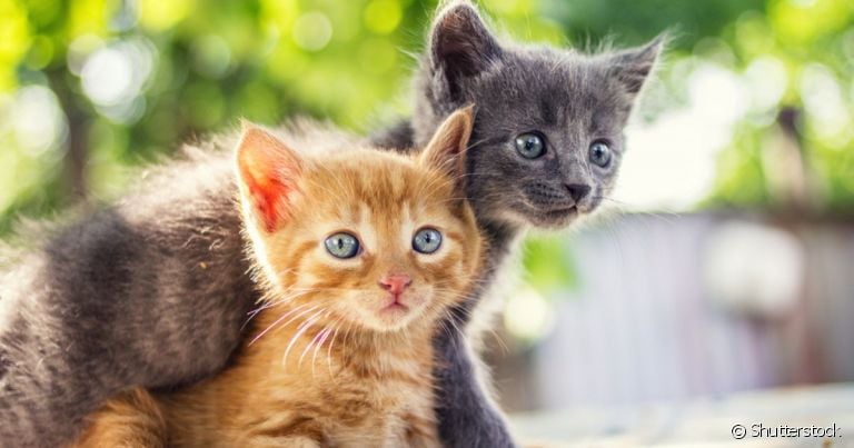  Descobrir se o pet é gato macho ou fêmea é importante para garantir os cuidados adequados ao sexo do pet