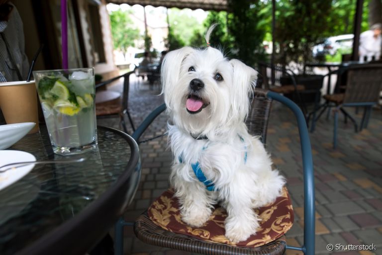 Para ir em um restaurante pet friendly, o cachorro deve ter um bom comportamento