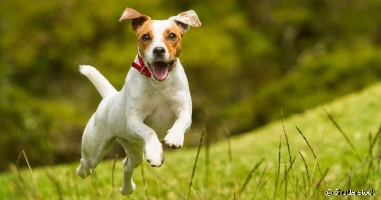 Conheça as raças de cachorro do grupo Terrier mais populares