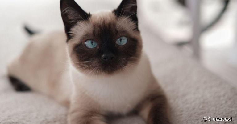 Existem muitas raças de gato comuns no Brasil, cada uma com seu jeitinho