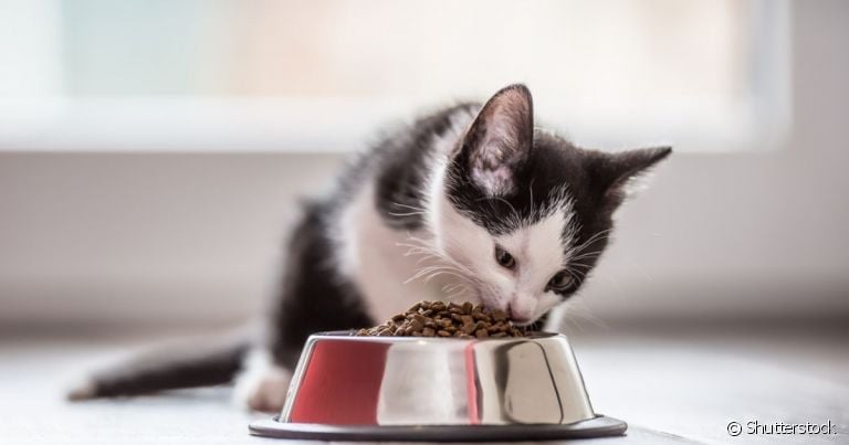  A ração para filhote de gato contém todos os nutrientes essenciais nessa fase da vida