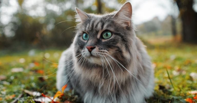 O Dia Internacional dos Gatos já existe há 21 anos e traz reflexões importantes