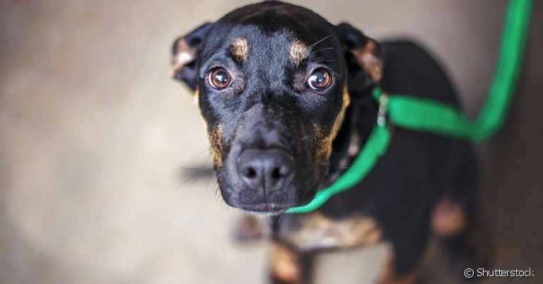 Dia Mundial do Cachorro nos faz refletir sobre a necessidade de cuidar e proteger os animais
