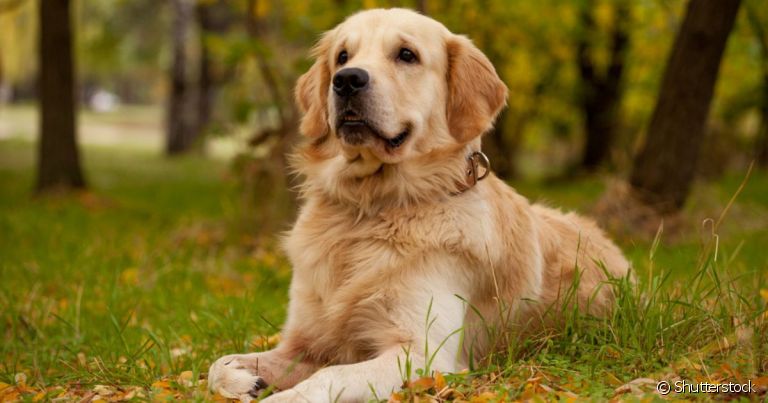 A displasia coxofemoral em cães é uma doença comum em cachorros grandes que afeta a mobilidade do animal