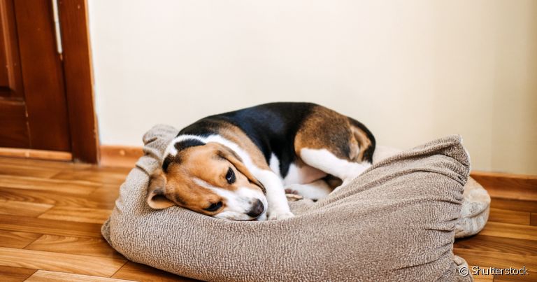 Doença do carrapato em cachorro: saiba mais sobre a complicação de saúde