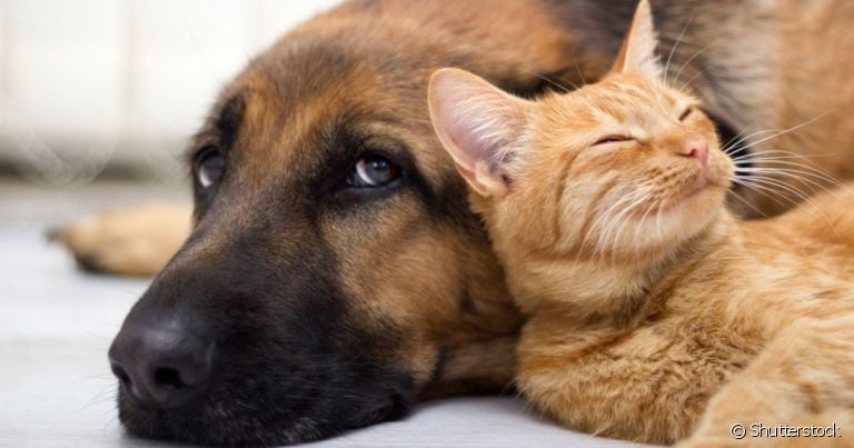  A pauta pensão para pets vem ganhando novos casos nos tribunais brasileiros durante o divórcio de casais 