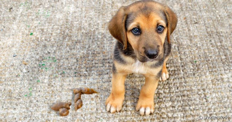 As fezes de cachorro com gosma podem indicar problemas alimentares ou parasitas intestinais
