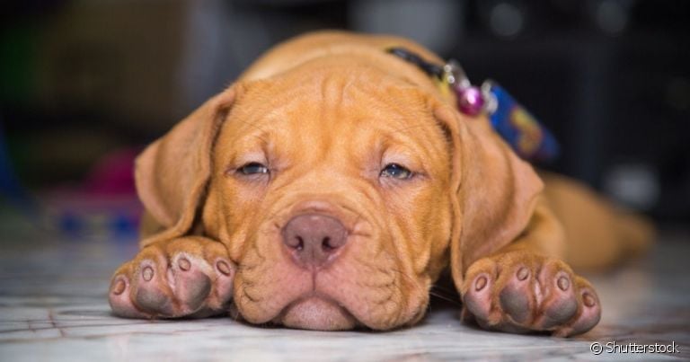 Os filhotes de Pitbull são leais, amorosos e precisam de socialização como todos os outros